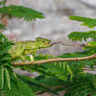 Isalo - Oustalet's chameleon catching an insect